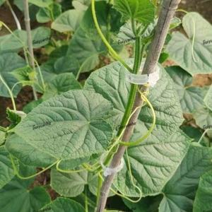 Clips <span class=keywords><strong>de</strong></span> plantes en plastique pinces pour plantes suspendues vigne jardin serre légumes tomates Clips raisin vigne Support treillis Clips - Product Image 6