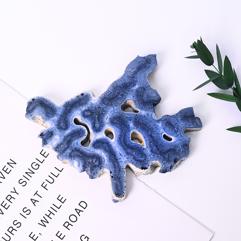 Corail bleu