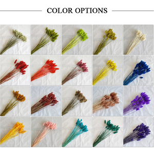 Hierba de Joyería de Zante, <span class=keywords><strong>Phalaris</strong></span>, Hierba Seca Decorativa para Bodas, Día de la Madre, Graduación, Decoración del Hogar, Flores Reales - Product Image 6