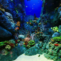 Tanque de Agua de Mar de Alta Calidad con Paisajismo de Coral Simulado, Escondite para Peces y Camarones, Escenario de Fondo Marino