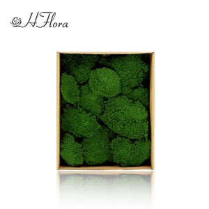 Premium Natural Preserved Reindeer <strong>Moss</strong> Super <strong>Moss</strong> Chunk Long-Lasting For Christmas Home Decor Wall Art Terrarium Interior - Product Image 6