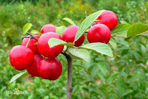 Extrait de sérum naturel Pruni, 10:1, graine de <span class=keywords><strong>cerisier</strong></span> chinois, en poudre - Product Image 5