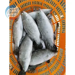 Perca del Nilo, pescado congelados, barramundi