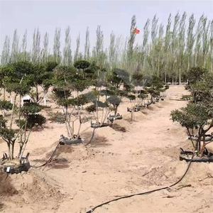 <span class=keywords><strong>Macetas</strong></span> <span class=keywords><strong>de</strong></span> Cultivo HOKBG Anti-UV <span class=keywords><strong>de</strong></span> <span class=keywords><strong>60</strong></span> <span class=keywords><strong>Litros</strong></span>, Bolsas <span class=keywords><strong>de</strong></span> Cultivo <span class=keywords><strong>de</strong></span> Plástico para Viveros, <span class=keywords><strong>Macetas</strong></span> para Plántulas, Drenaje para Jardinería, <span class=keywords><strong>Macetas</strong></span> <span class=keywords><strong>de</strong></span> Cultivo Semi-enterradas - Product Image 5