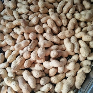 Mặn rang đậu phộng trong vỏ lành mạnh Kem rang đậu phộng hương vị ngọt ngào đầy đủ thân hạt lý tưởng Snack đậu phộng Snack - Product Image 5