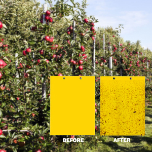 Piège collant double face jaune <span class=keywords><strong>pour</strong></span> insectes volants, vente en gros, plaque de colle anti-parasites à haute viscosité <span class=keywords><strong>pour</strong></span> la capture des mouches à fruits - Product Image 3