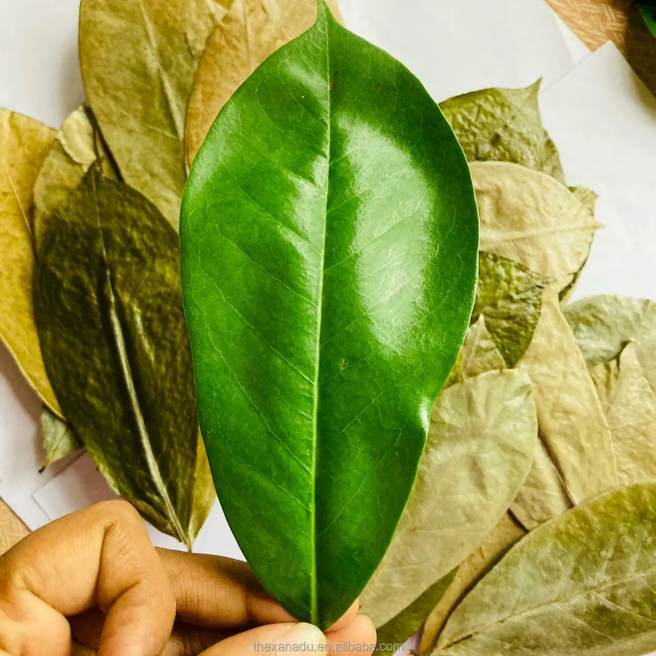 Feuille de corossol séchée en vrac Récolte durable Xanadu Graviola naturel Feuilles de plantes sauvages fraîches Fruits de Guanabana Tisane Thé