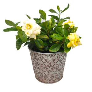 Pots de fleurs décoratifs, <span class=keywords><strong>en</strong></span> fer, style rétro, cour de <span class=keywords><strong>jardin</strong></span>, ornement pour pots de fleurs, bassin réception, seau <span class=keywords><strong>en</strong></span> métal - Product Image 4