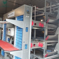 Système de cages verticales automatiques de type H pour poules pondeuses avec équipement de collecte des œufs pour une capacité de 20 000 oiseaux, ferme avicole