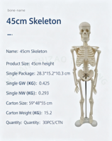Modèle de squelette anatomique humain miniature de 45 cm pour l'enseignement, en PVC, pour la science médicale