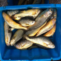 Corvina Fish, poisson de haute qualité, entier, rond, congelé, croaker jaune