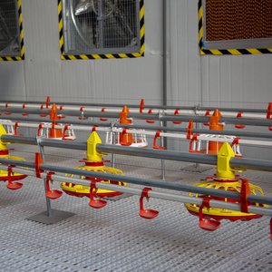 Sistema di Alimentazione Automatico per Allevamento di Polli da Carne per 50.000 Galline - Product Image 5