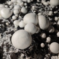 Champignons IQF surgelés Agaricus Bisporus, composant de base pour soupes, certifiés Clean Label et HACCP, pour la vente en gros et le commerce en vrac