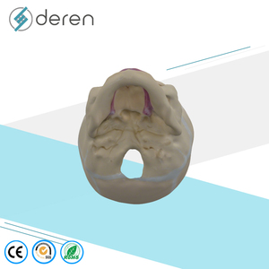 Modèle de crâne humain grandeur nature pour la science médicale, modèle d'anatomie de crâne de bébé pour l'apprentissage des enfants, outil d'affichage éducatif - Product Image 3