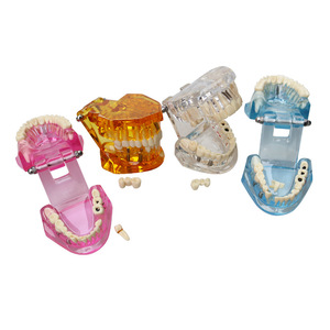 Modelo Dental Transparente de PVC para la Enseñanza de la Comunicación Médico-Paciente, Modelo de Restauración de Implantes Desmontable para Niños - Product Image 5