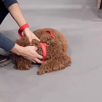Collier de Chien en Nylon Réglable avec Lumières LED Durable Polyester Sécurité Clignotant Glowing Night Training Fluorescent Hair Pet Leash