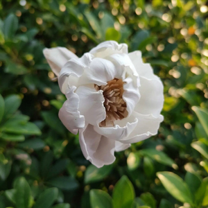 Fleurs décoratives artificielles en bois de Sola blanc de 5 cm, séchées en Thaïlande, pour diffuseur de parfum, écologiques, pour mariage et intérieur, vente en gros - Product Image 3