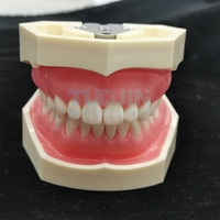 Modèle de mâchoire à 28 dents pour la formation des techniciens dentaires, modèle dentaire standard, modèle d'enseignement dentaire avec gencive souple