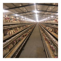 Maison d'élevage de volailles ouverte de type A Système complet de cage de poulet à batterie semi-automatique pour fermes avicoles