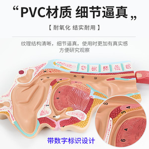 Modèle du système digestif humain ; section transversale de l'appareil gastro-intestinal ; nasopharynx ; modèle d'anatomie gastrique ; proctologie : petit modèle et modèle de proctologie. - Product Image 4