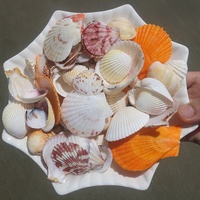 Coquillages naturels en gros, tailles variées, écologiques |   Coquillages de crabe ermite pour décorations d'aquarium et souvenirs de vacances, artisanat DIY