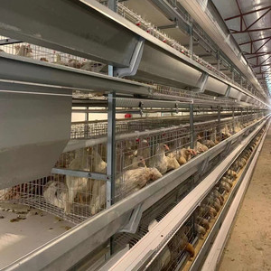 Offre Spéciale <span class=keywords><strong>poulailler</strong></span> en acier de type H ferme avicole utilisée condition pour les <span class=keywords><strong>poules</strong></span> pondeuses en batterie de couche avec système de collecte automatique - Product Image 3