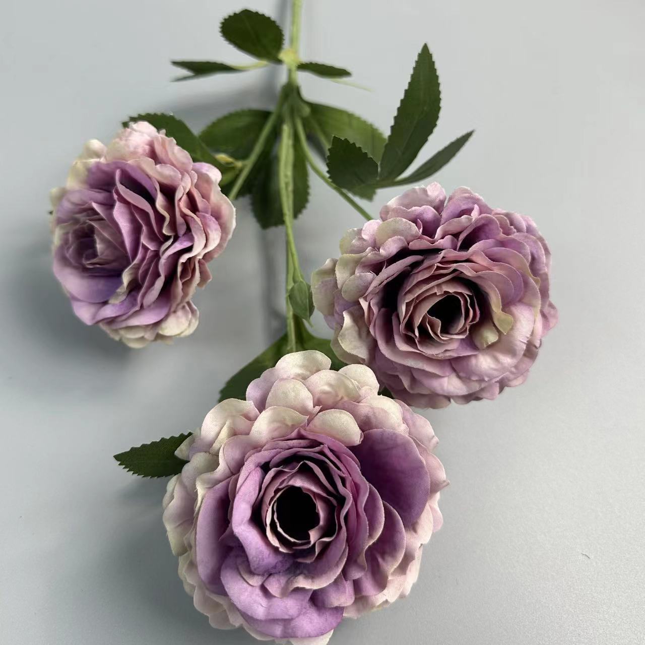 Pourpre