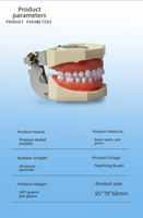 Herramienta de examen y práctica de Prostodoncia estándar de resina, modelo dental desmontable de enseñanza oral de 28 dientes