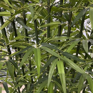 <span class=keywords><strong>Haie</strong></span> Artificielle Décorative en Plastique de 1,80 m – Grande Clôture en <span class=keywords><strong>Bambou</strong></span> Durable et de Haute Qualité pour Aménagement Paysager de Jardin - Product Image 3