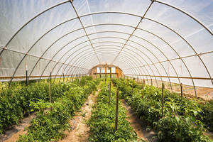 Structure en acier galvanisée à chaud de <span class=keywords><strong>tunnel</strong></span> de serre végétale commerciale de Sinok avec la feuille en plastique - Product Image 5