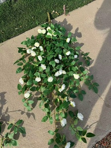 Vigne de roses artificielle And De Roses Arizona Wild Seven Pergolas Thornless Desert Eden Creeping That Training Decoration - Product Image 5