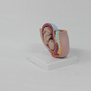 Modèle miniature de bassin féminin avec fœtus à terme : bassin féminin avec fœtus à terme - Explication pédagogique pour l'obstétrique et la gynécologie - Product Image 2