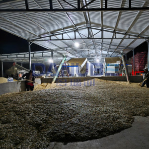 Secador de Semillas de Girasol con Banda de Malla de Ahorro Energético, Equipo Deshidratador de Semillas de Girasol, Máquina para Secar Frutos Secos - Product Image 4