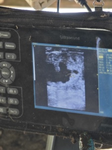 ポータブル獣医手持ち羊豚牛馬妊娠獣医超音波スキャナー装置 - Product Image 3