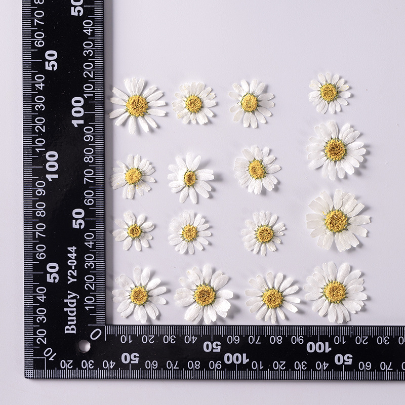 Mini bianco naturale 12 pezzi/busta