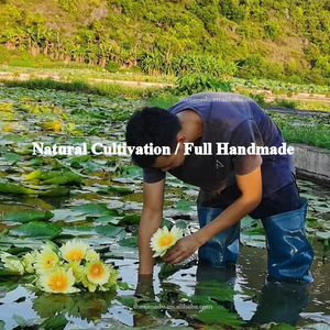 ชาบัวหลวงสีน้ำเงินมาตรฐานสหภาพยุโรป ดอกแห้งออร์แกนิกขายส่ง สำหรับดูดซึมสารสกัดจากดอกบัวหลวง นิมฟาเอีย เตตรากอน่า 500 กรัม/แพ็ค - Product Image 4