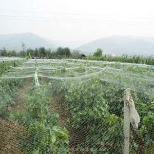農業/庭/ブドウ園アンチ鳥/昆虫作物uv処理100% pe/プラスチック/ナイロン鳥用保護ネット
