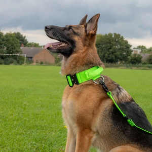 <span class=keywords><strong>Collar</strong></span> Ajustable para Perro de Nailon de 2 Pulgadas con Hebilla Resistente y Diseño Sólido para Cachorros, <span class=keywords><strong>Collar</strong></span> Táctico Personalizado para Mascotas - Product Image 6