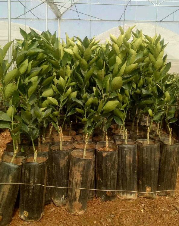 How to Choose Lote Tree Seeds: A Complete Buying Guide