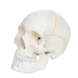 Gelsonlab-Cráneo humano <span class=keywords><strong>de</strong></span> 3 partes, tamaño real, numerado con calvarium extraíble para ciencia médica - Product Image 3