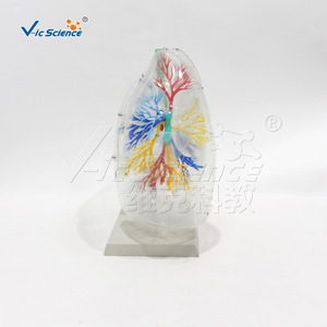 Modèle transparent de segment pulmonaire ; outil pédagogique pour l'anatomie pulmonaire humaine ; équipement d'entraînement respiratoire ; pour les écoles de médecine. - Product Image 5