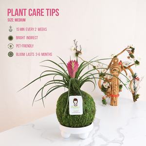 Country-Style Pink Quill Bromeliad Tillandsia Kokedama Kit Moss Ball para uso en el piso y plantas Decoración de jardín - Product Image 2