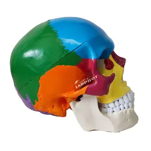 İnsan anatomisi renkli kafatası öğretim 3D kemik modeli
