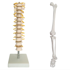 Modèle anatomique grandeur nature de la colonne vertébrale thoracique et des membres inférieurs ADA Medical Science pour la démonstration des maladies et l'outil pédagogique - Product Image 1