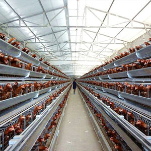 Cage en acier galvanisé antirouille pour pondeuses de type A 1000 Poulets Ferme avicole Système de cage automatique Cages pour poulets <span class=keywords><strong>Poule</strong></span> pondeuse - Product Image 6