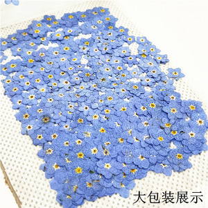 Marsh Forget-me-not Myosotis Sylvatica Nail Crafts Marque-pages faits à la main Plante naturelle Véritable fleur pressée écologique - Product Image 6