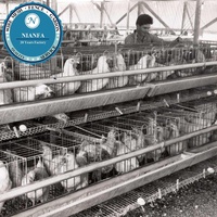 Cage à poulets de chair à prix d'usine, cage en treillis soudé pour l'élevage de cailles et de poulets, directement de l'usine de Guangzhou