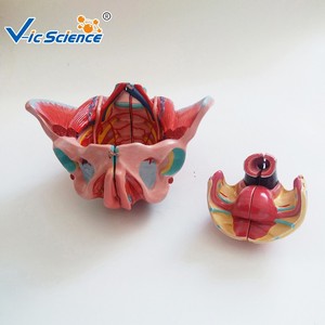 Modèle anatomique pédagogique biomédical : Modèle avancé des accessoires pelviens féminins, des organes génitaux et des nerfs vasculaires - Product Image 2