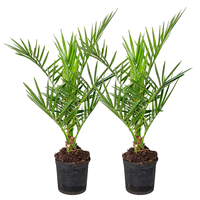 Bloomique-Set 2 Tanaman-Phoenix Canariensis-Palma Kurma Kepulauan Canary-Tumbuhan Hijau Abadi-Cina-Tanaman Balkon Tahan Cuaca Tinggi 50-70 cm Pot 15 cm