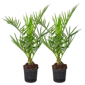 Bloomique - Lot de 2 - Phoenix canariensis - Palmier d'île de la Réunion - Perpétuaire - Chine - Plantes d'extérieur résistantes <span class=keywords><strong>pour</strong></span> <span class=keywords><strong>balcon</strong></span> - Hauteur 50-70 cm - Pot 15 cm - Product Image 2